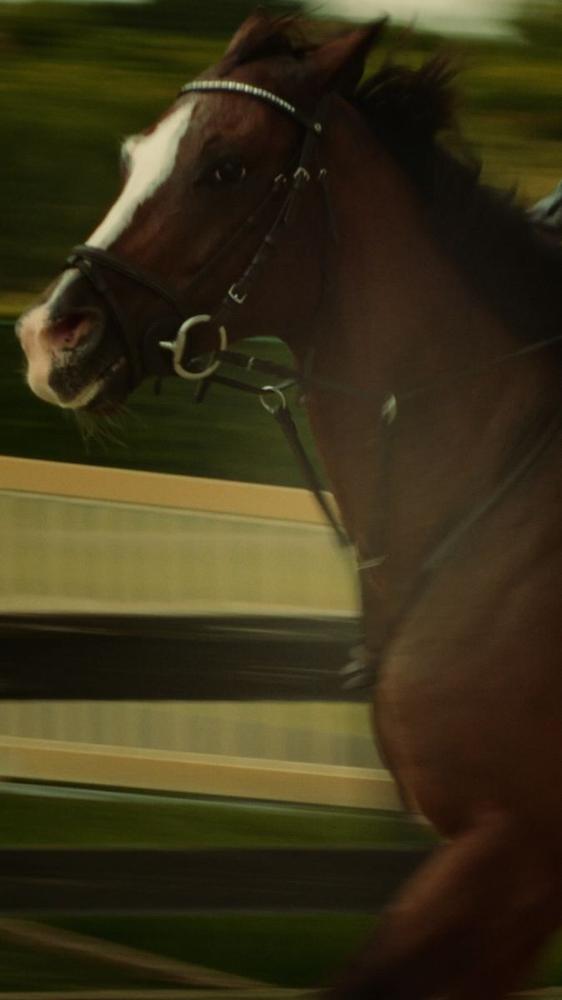 Sports: Horse, motion blur